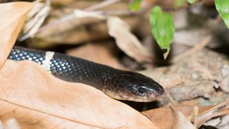 many-banded krait snake