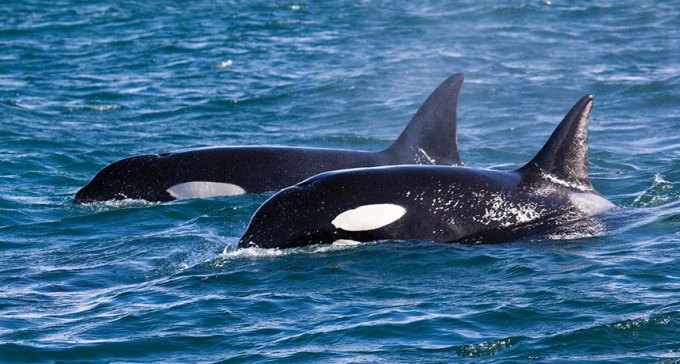 two killer whales