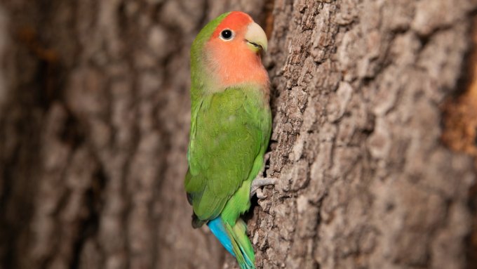 A photograph of a rosy-faced lovebird (Agapornis roseicollis) against tree bark.