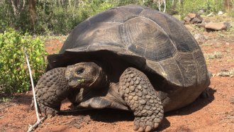 A giant tortoise stands on soil in front of some trees.