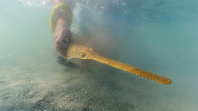 A fish with a long, sawtooth-like snout in murky water, held by a person's hands