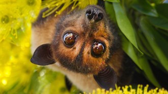 A spectacled flying fox