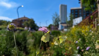 One yellow butterfly visits a purple flower while a second one flutters nearby. They are in focus while an area of wild grasses and flowers, with some buildigns visible behind them, is blurrier.