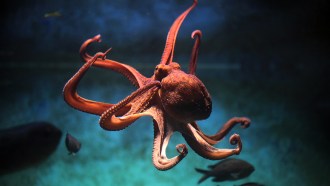 image of an octopus