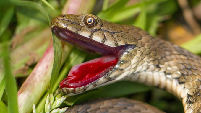 A photo of a greenish-brown dice snake with blood in its mouth