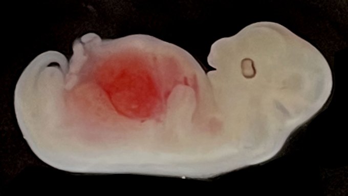 A chimera pig embryo