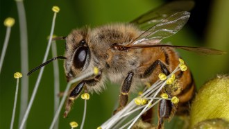 A close-up honeybee lands on a flower