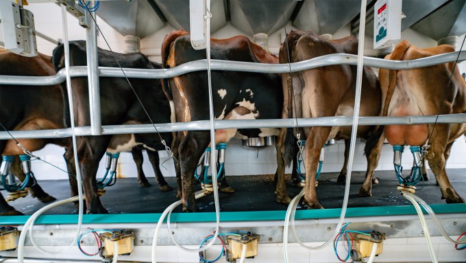 Five dairy cows are shown being milked by a machine