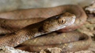 In this closeup image of a brown snake, you see its head while the rest of its body is coiled in a soft focus background. The snake is a mock viper, which is found throughout Southeast Asia.