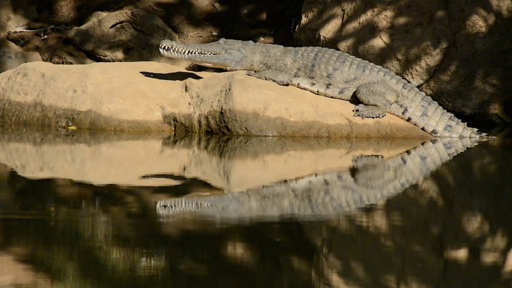 A crocodile on a riverbank is reflected in the calm water below