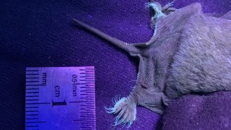 The very hairy back feet of a Mexican free-tailed bat light up under ultraviolet light. This image shows just the back half of a bat next to a ruler for scale.