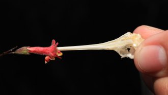 A person's grasps a hummingbird skull between their fingers and pokes it into a red flower's cup of petals