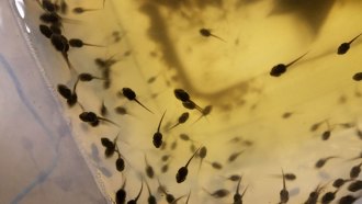 A photo of several wood frog egg masses floating in a yellowish-clear liquid.