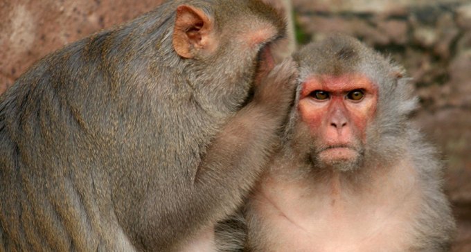 Macaque monkeys